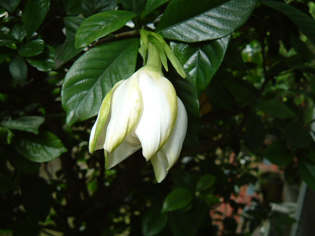 f:id:akaibara:20090625122241j:image:w400 f:id:akaibara:20090625122241j:image:w400