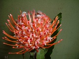 f:id:akaibara:20090709145648j:image