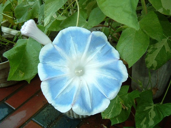 f:id:akaibara:20090917151750j:image