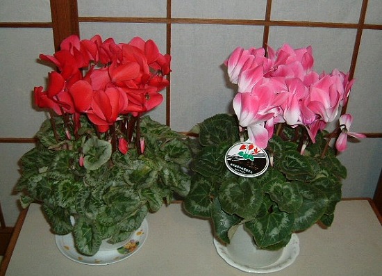 f:id:akaibara:20091028231602j:image