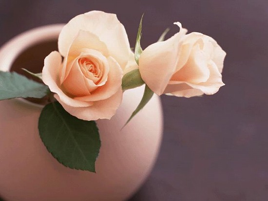 f:id:akaibara:20091117132343j:image:w500