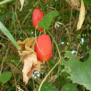 f:id:akaibara:20091124142855j:image