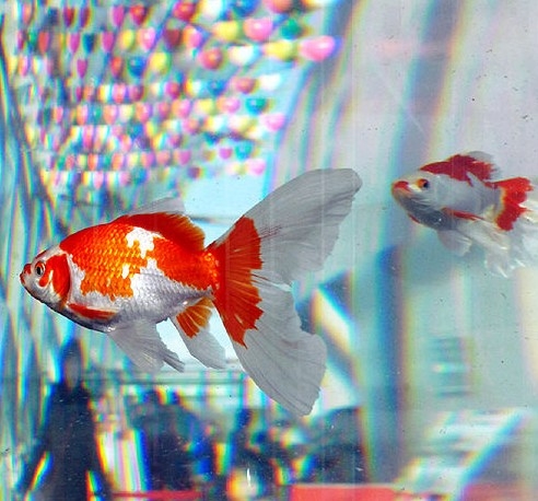 f:id:akaibara:20100124114446j:image