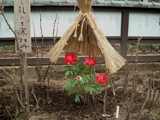 f:id:akaibara:20100130230243j:image