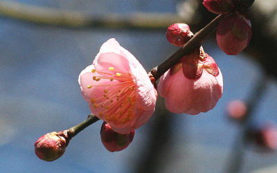 f:id:akaibara:20100208230038j:image