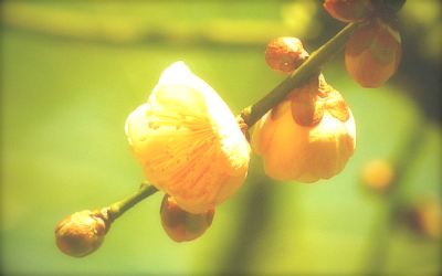 f:id:akaibara:20100208230214j:image