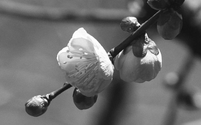 f:id:akaibara:20100208230404j:image