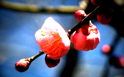 f:id:akaibara:20100208230753j:image