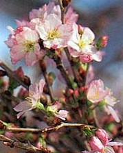 f:id:akaibara:20100218223950j:image f:id:akaibara:20100218223950j:image