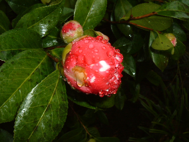 f:id:akaibara:20100227122733j:image:w450