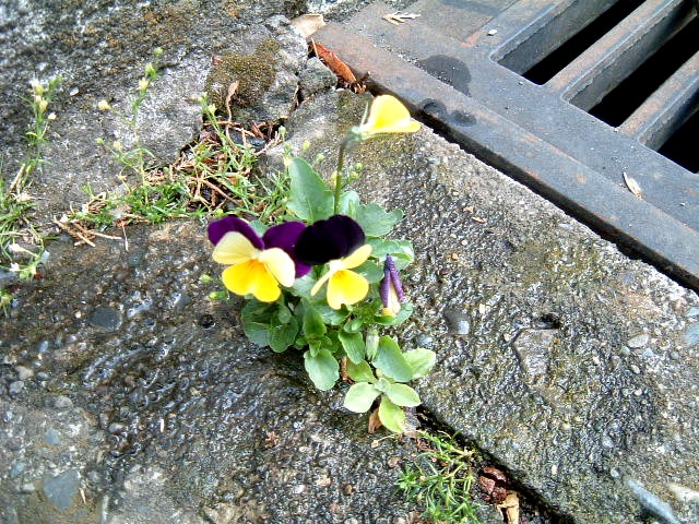f:id:akaibara:20100518152822j:image:w450