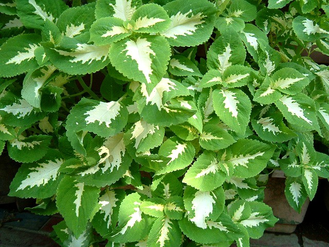 f:id:akaibara:20101003224219j:image:w400