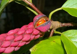 f:id:akaibara:20101008142343j:image