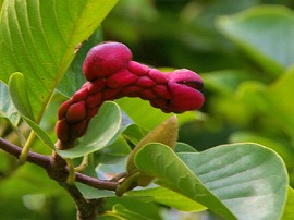 f:id:akaibara:20101008142344j:image