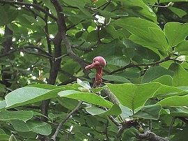 f:id:akaibara:20101008142348j:image