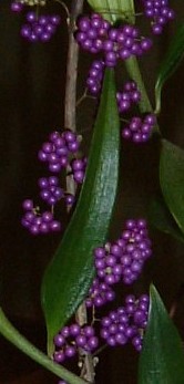 f:id:akaibara:20101022214338j:image