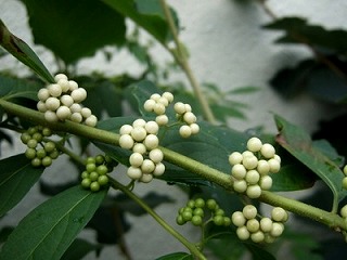 f:id:akaibara:20101022220543j:image
