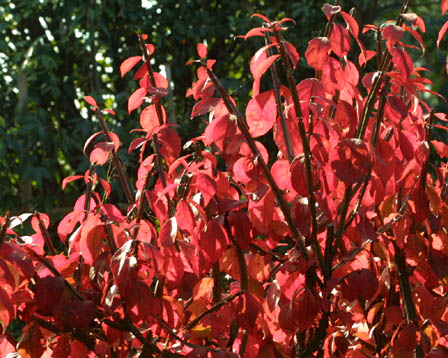 錦木の紅葉