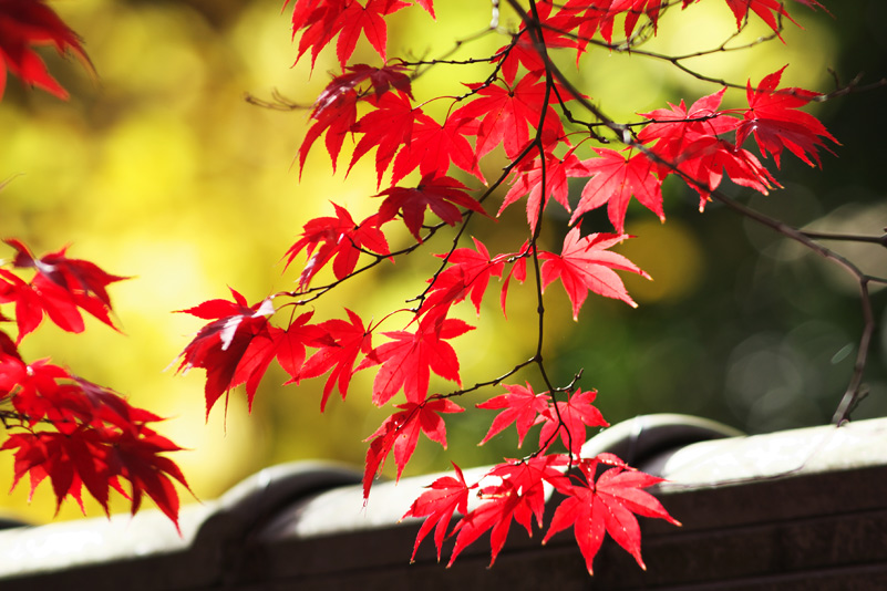 f:id:akaibara:20101129215420j:image:w400