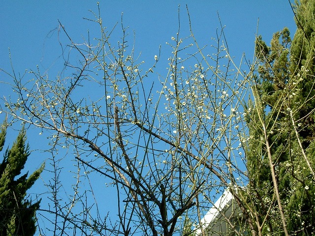 f:id:akaibara:20110120120933j:image:w450