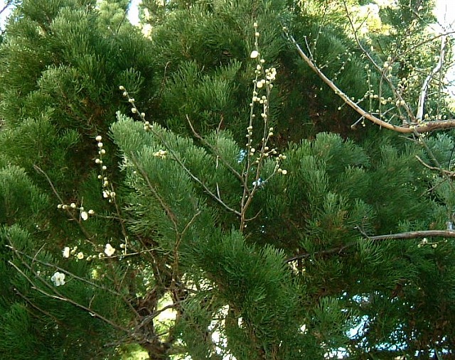 f:id:akaibara:20110120121025j:image:w500