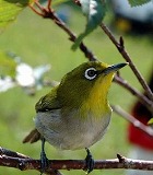 f:id:akaibara:20110211131138j:image