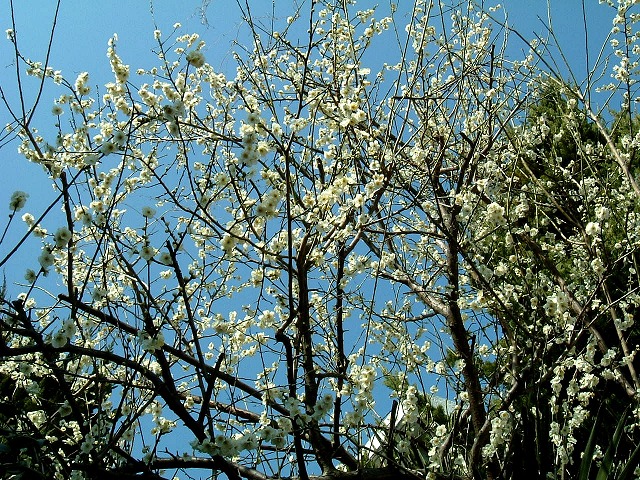 f:id:akaibara:20110216162530j:image:w550