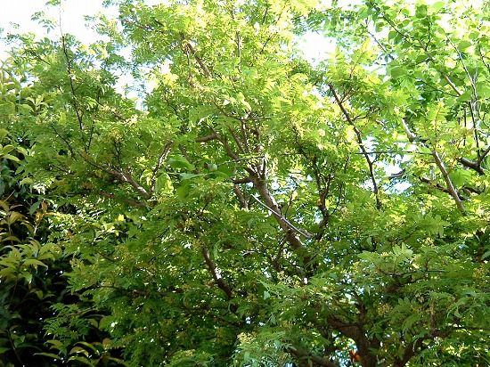 f:id:akaibara:20110425154527j:image