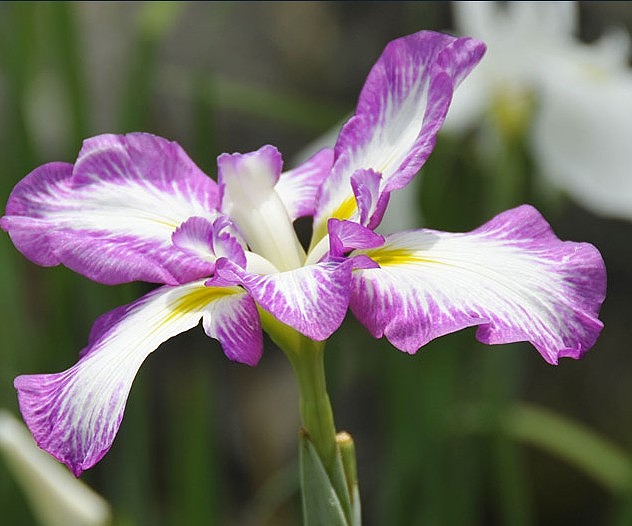 f:id:akaibara:20110620233749j:image:w250