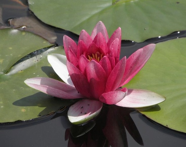 f:id:akaibara:20110620233831j:image:w250 f:id:akaibara:20110620233831j:image:w250