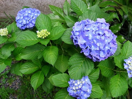 f:id:akaibara:20110621112121j:image:w250