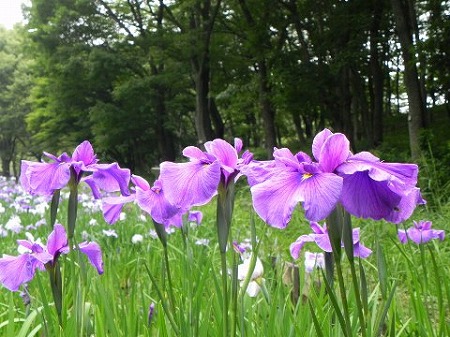 f:id:akaibara:20110621112122j:image:w250