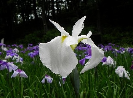 f:id:akaibara:20110621112125j:image:w250