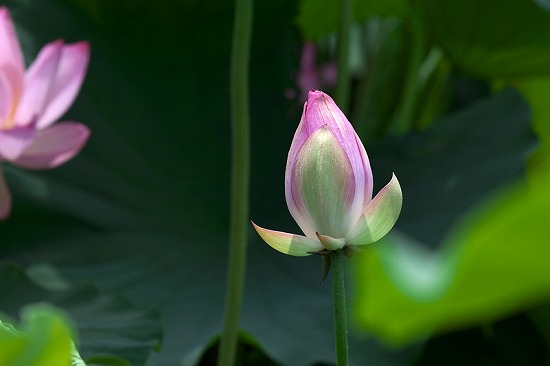 f:id:akaibara:20110707002130j:image:w270