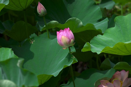 f:id:akaibara:20110707002204j:image:w270