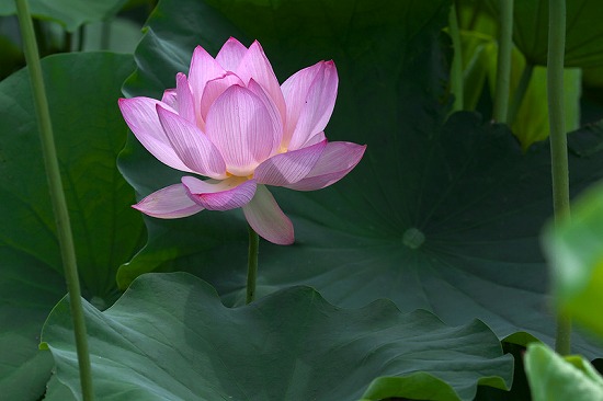 f:id:akaibara:20110707002355j:image:w270