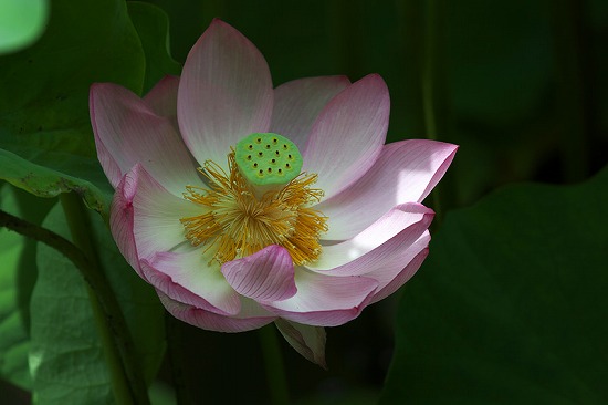 f:id:akaibara:20110707002427j:image:w270