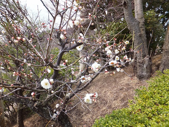 f:id:akaibara:20120316230811j:image:w250 f:id:akaibara:20120316230811j:image:w250