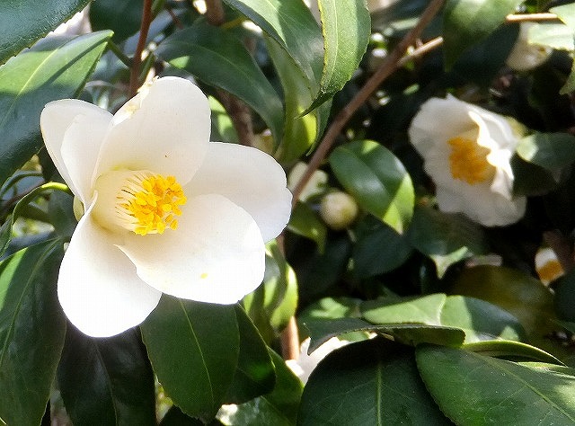 f:id:akaibara:20120331150930j:image:w250