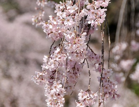 f:id:akaibara:20120409225628j:image:w400