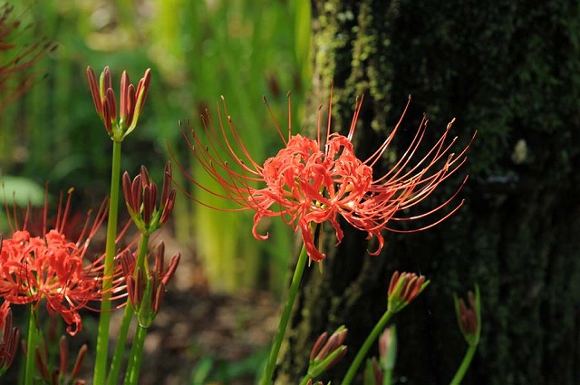 f:id:akaibara:20121003221549j:image:w350 f:id:akaibara:20121003221549j:image:w350