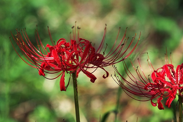 f:id:akaibara:20121003221638j:image:w350 f:id:akaibara:20121003221638j:image:w350