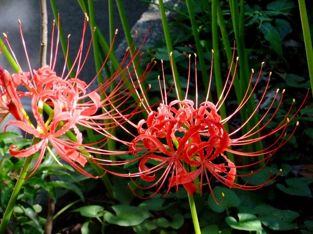 f:id:akaibara:20121003221828j:image:w500