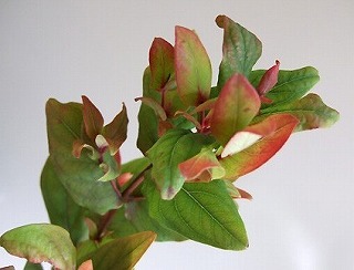f:id:akaibara:20121029174307j:image:w250