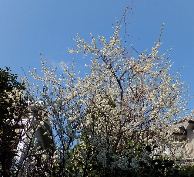 f:id:akaibara:20130302211528j:image:w400