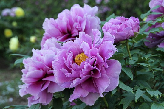 f:id:akaibara:20130506163822j:image:w550