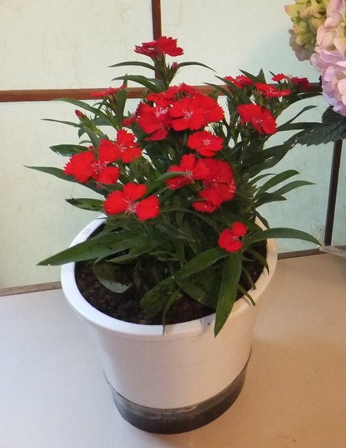 f:id:akaibara:20130601220527j:image:w250