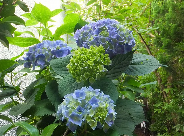 f:id:akaibara:20130602111730j:image:w400