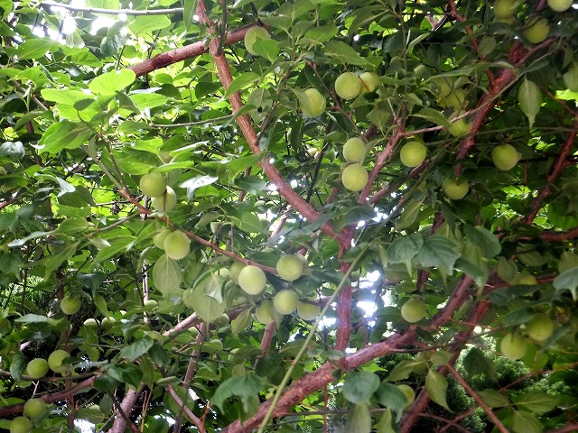 f:id:akaibara:20130602112145j:image:w450