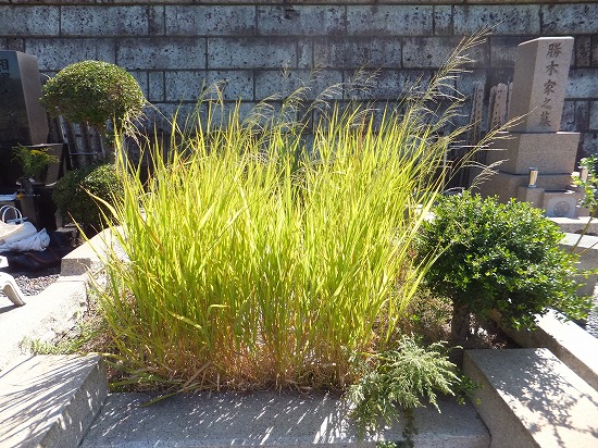 f:id:akaibara:20130922164656j:image:w270